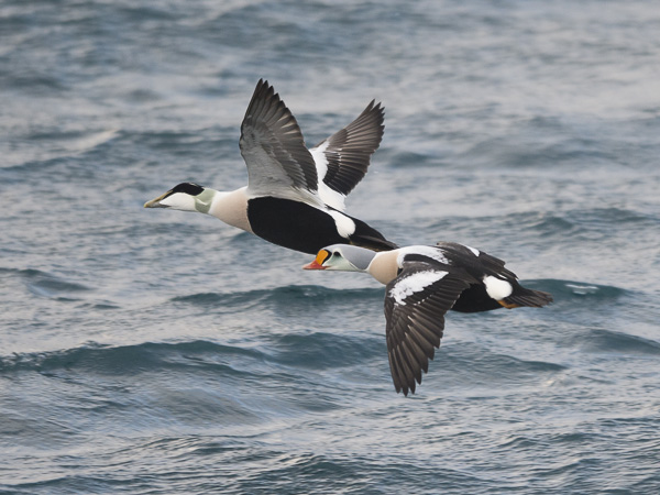 Kyhmyhaahka, King Eider, Somateria spectabilis